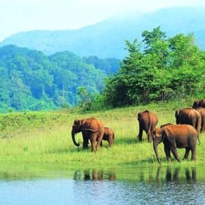 Munnar-Thekkady-Alleppey Tour Package